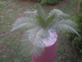 /album/fenykepgaleria/palmak-030-jpg/